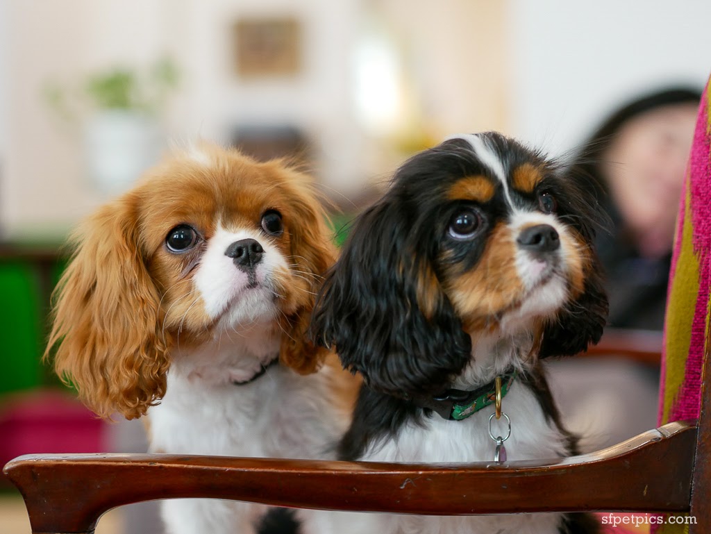 Two dogs portrait San Francisco