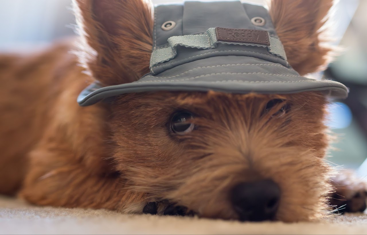 Dog portrait at San Francisco
