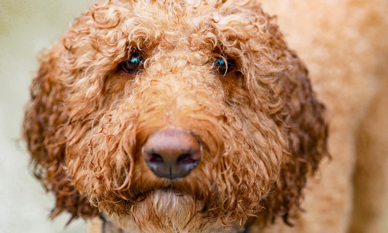 Dog looking at camera during SF pet photography session