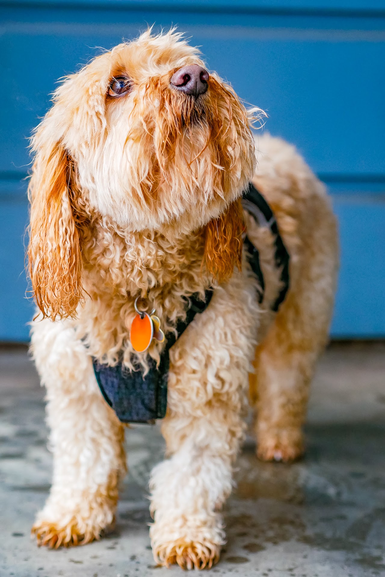 Professional pet photo San Francisco