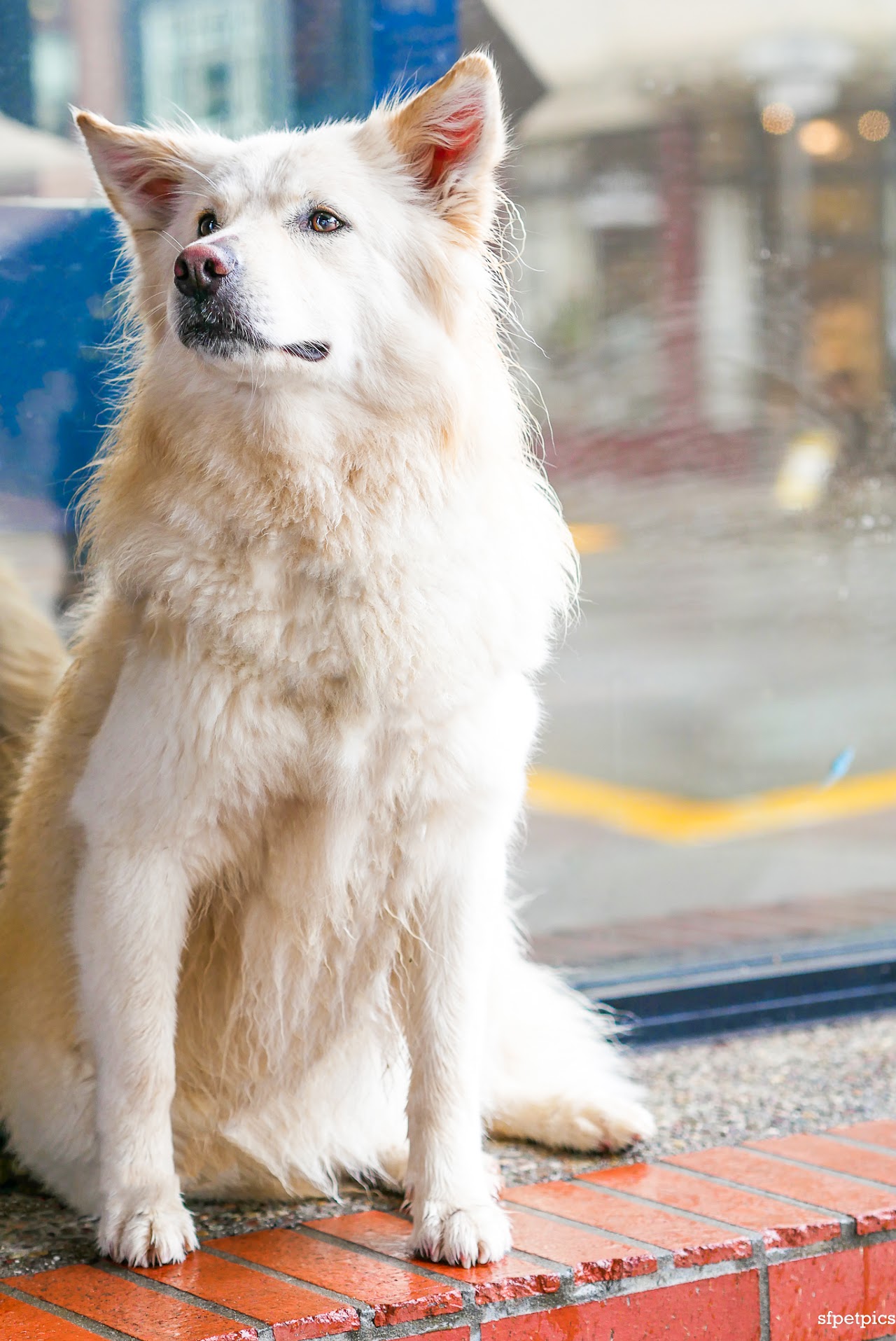 Dog portrait San Francisco