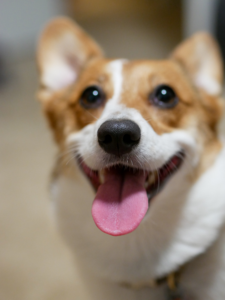 Happy dog photo San Francisco