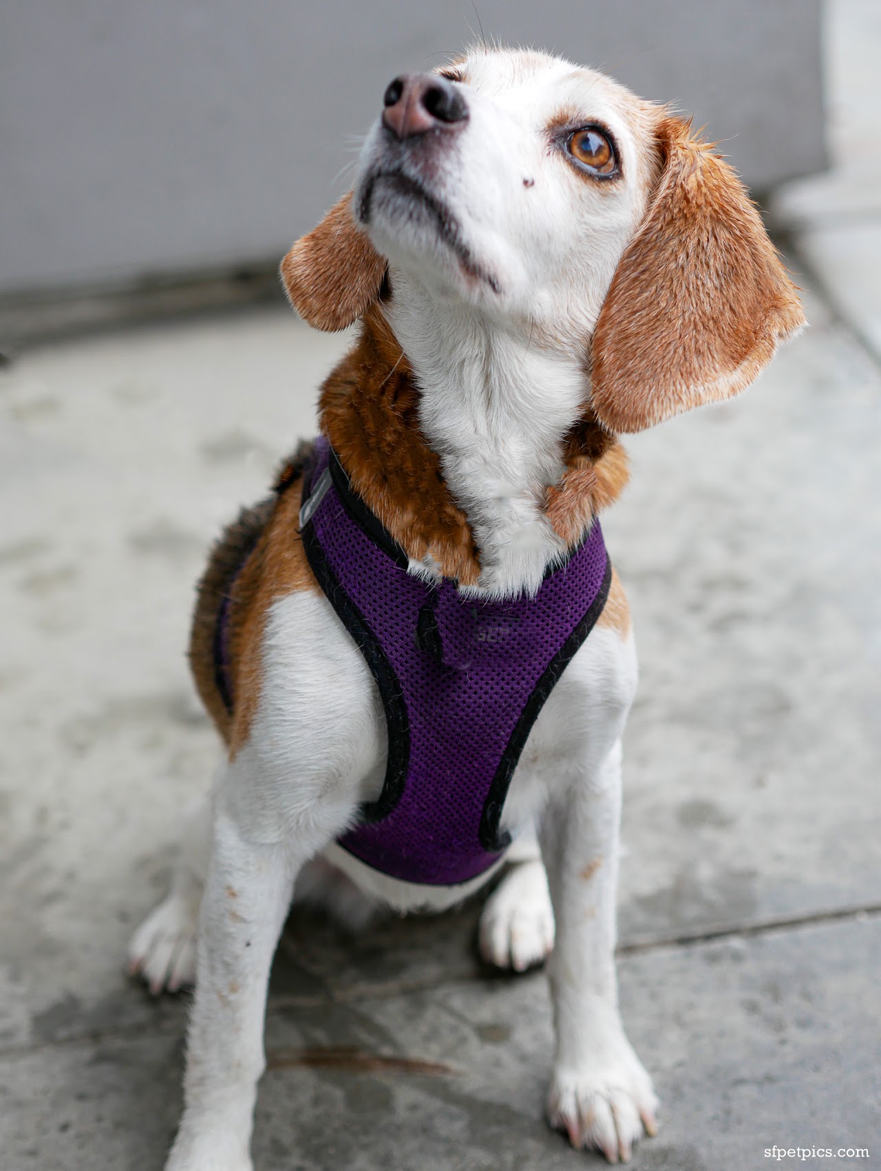 Dog portrait at Crissy Field San Francisco