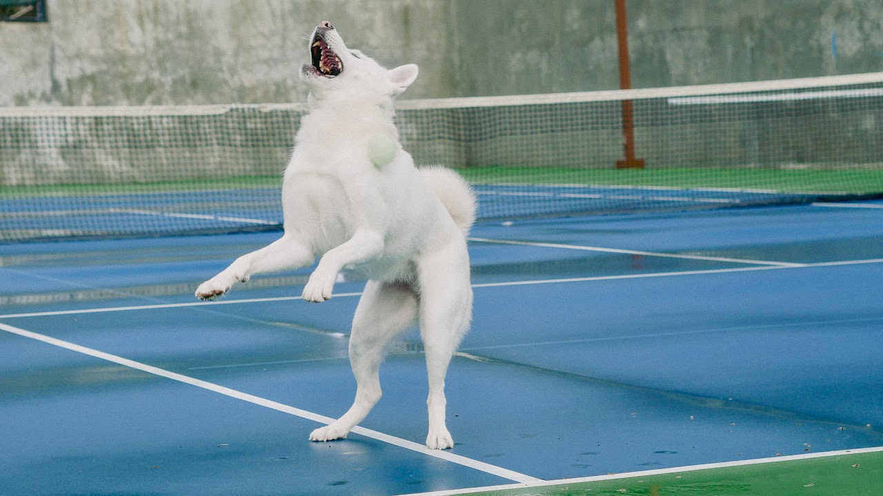 Professional dog photography Bay Area