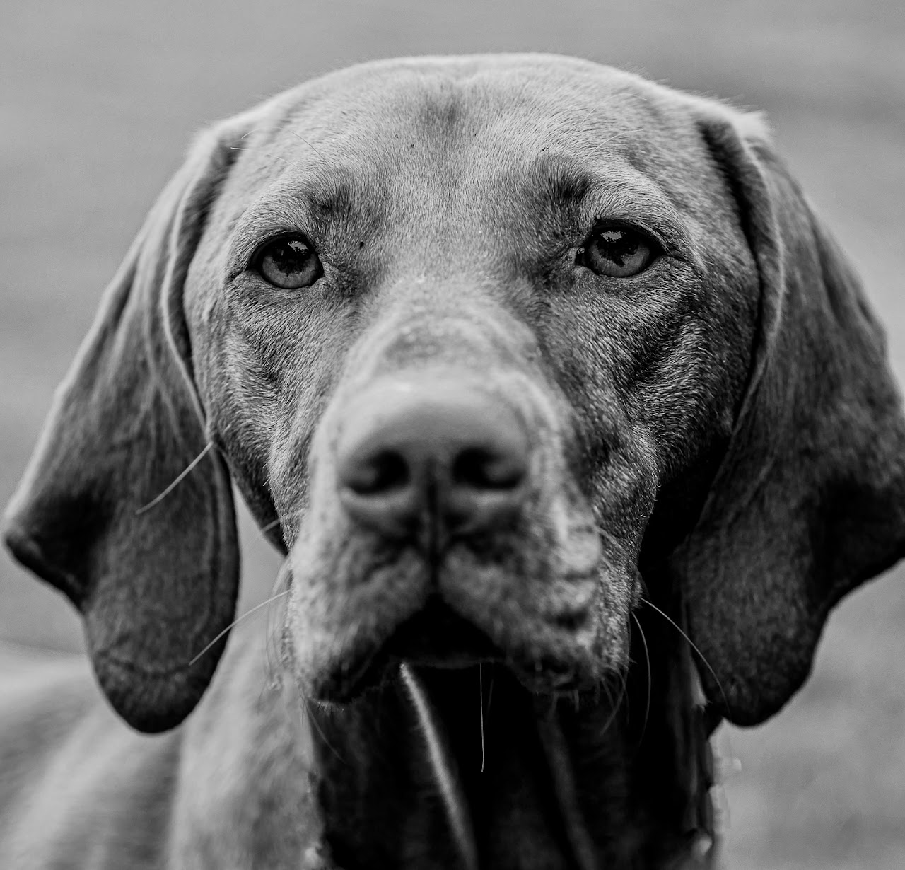 Pet photography session San Francisco