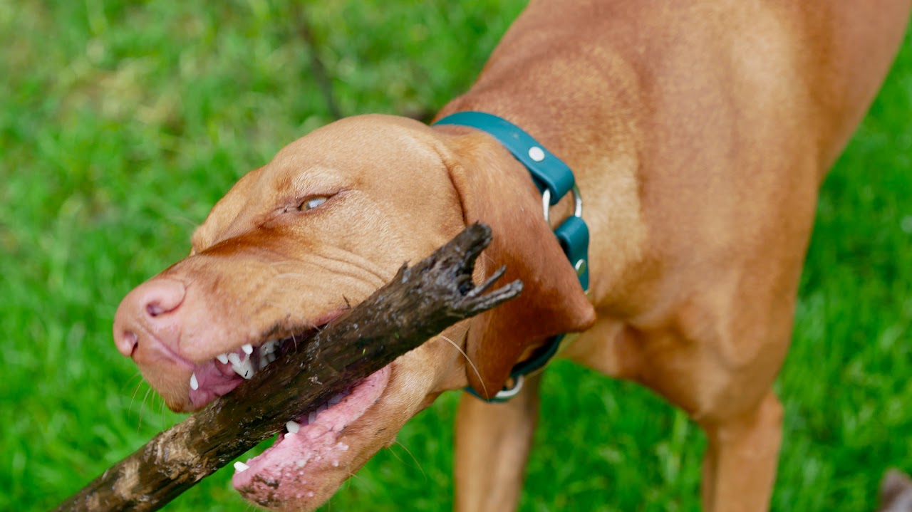Dog portrait in golden hour light San Francisco