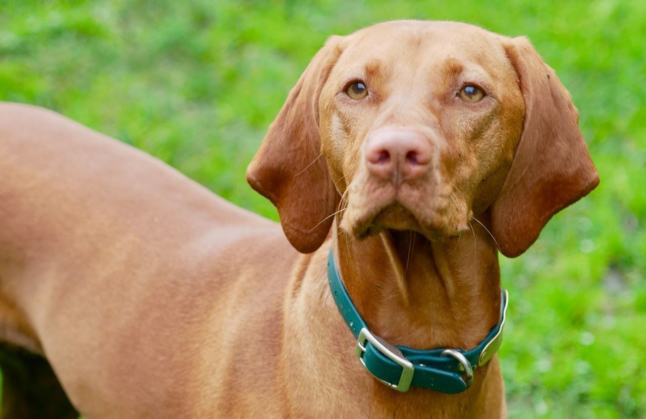 Dog portrait at Dolores Park SF