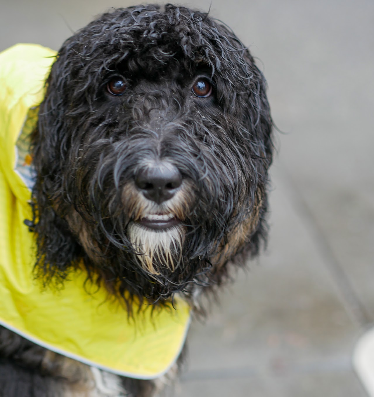 On-location dog photoshoot San Francisco
