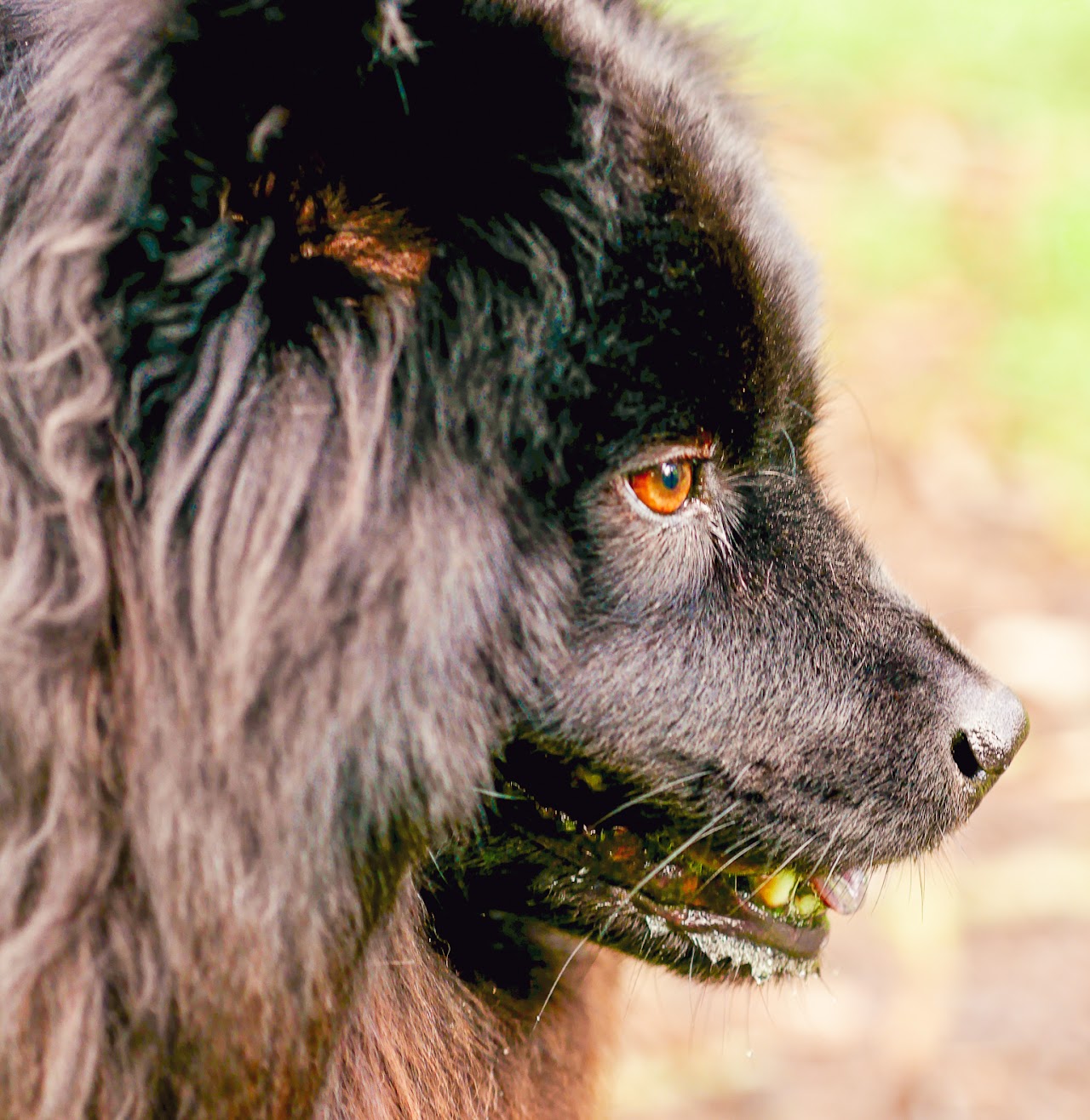 Pet portrait photography San Francisco Bay Area