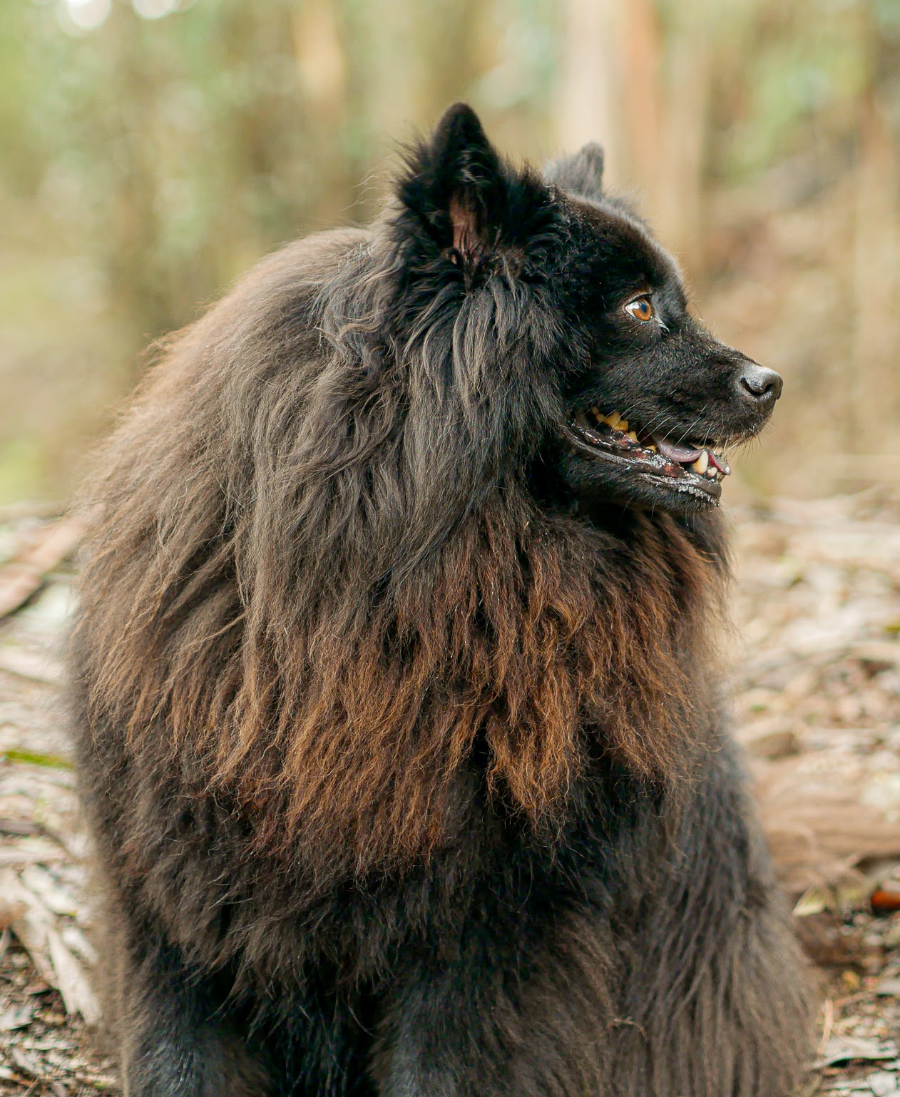 Dog portrait in natural light San Francisco