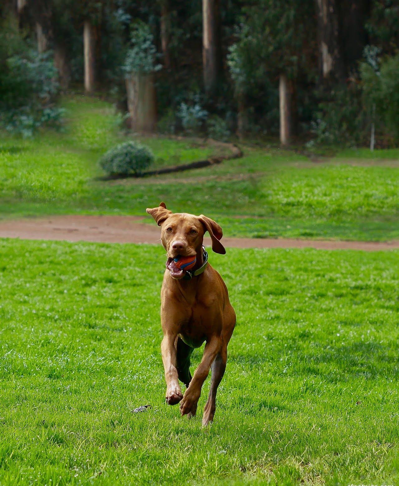 Dog photography session at Baker Beach San Francisco
