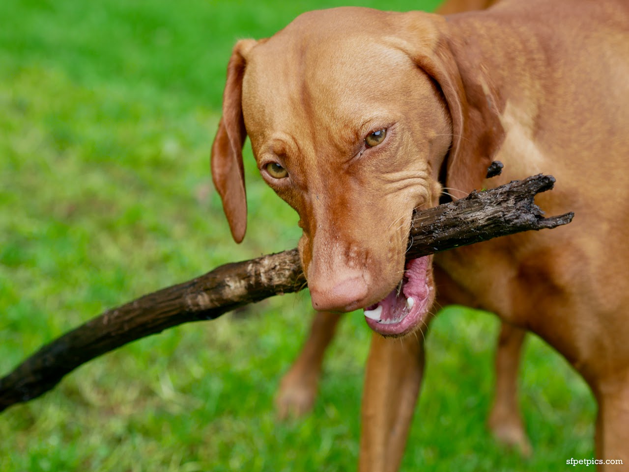 Dog on the streets of San Francisco