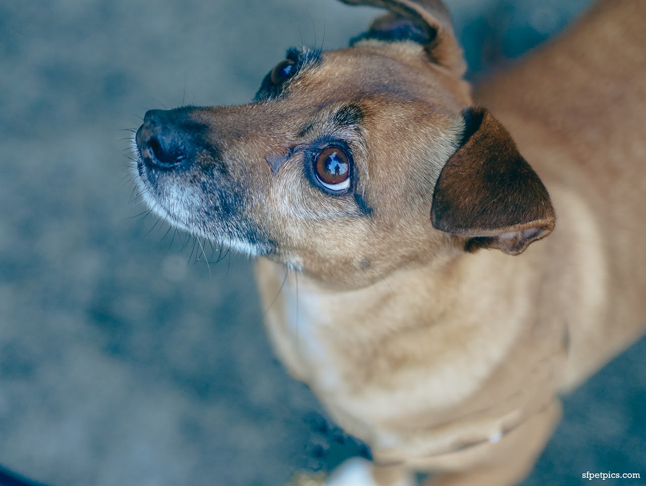 Dog portrait at Lands End San Francisco