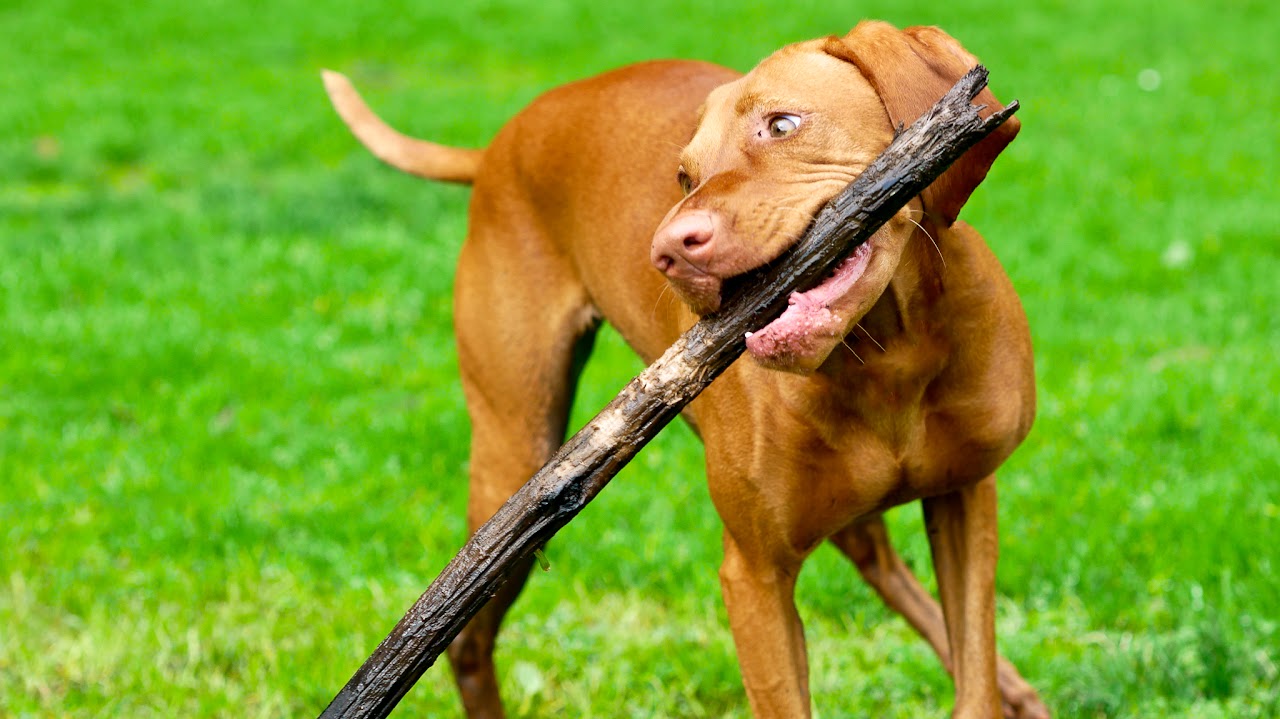 Dog portrait in golden hour at Golden Gate Park