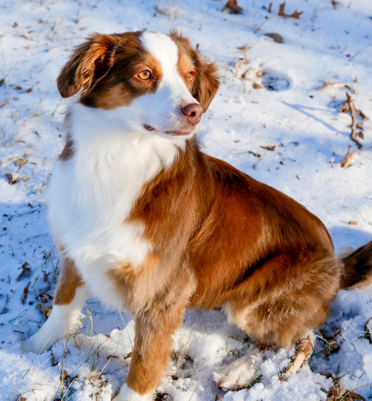 Candid pet photo at Crissy Field San Francisco