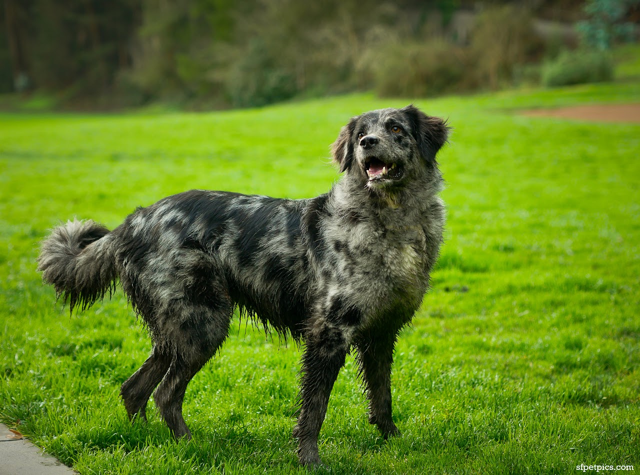 Dog outdoor photography session Bay Area