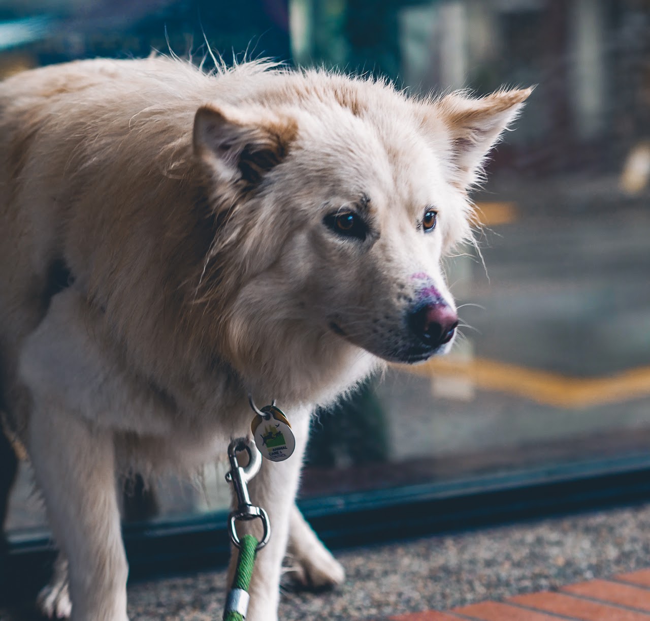 Dog portrait in San Francisco neighborhood