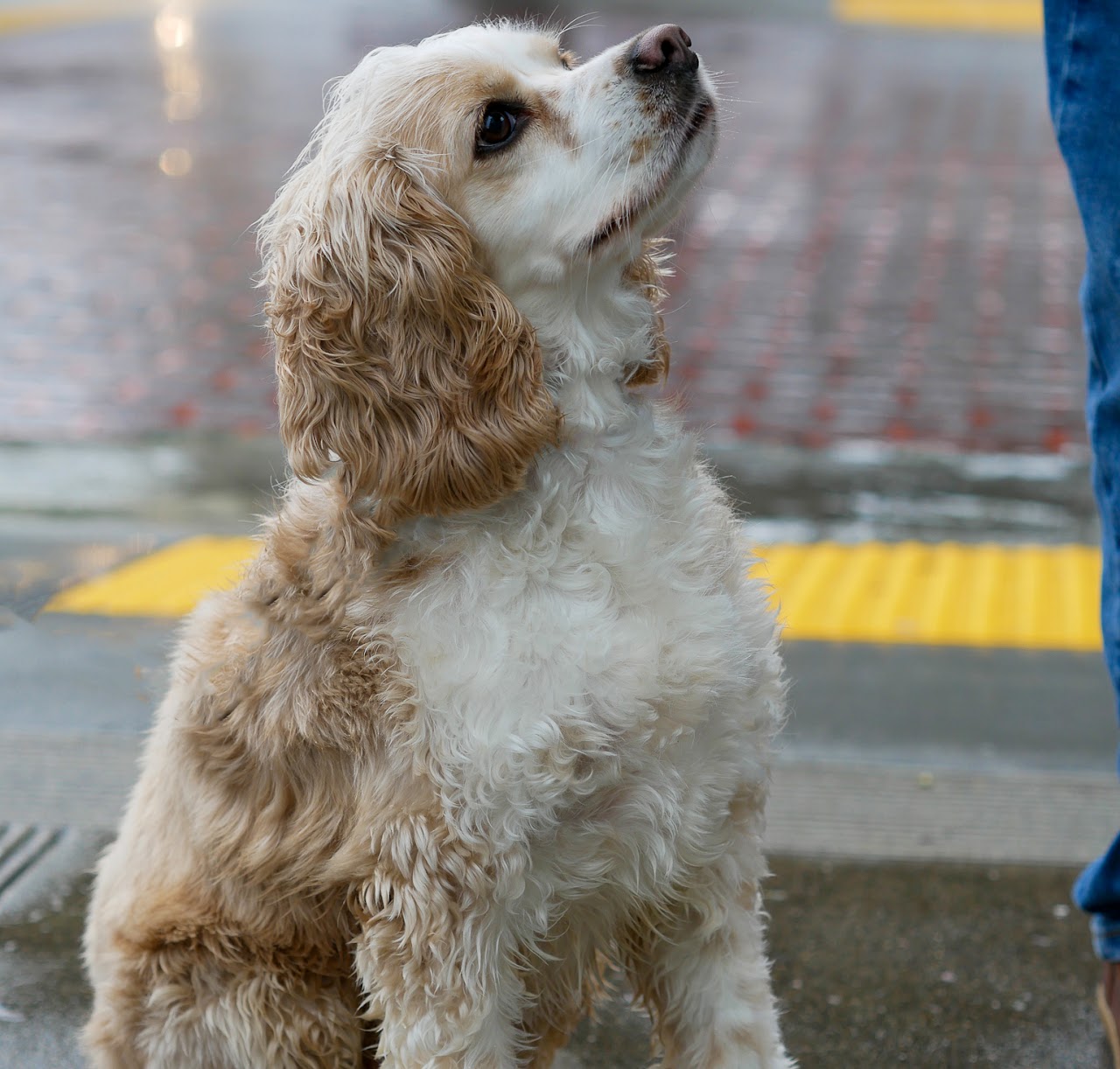 Dog photo session San Francisco