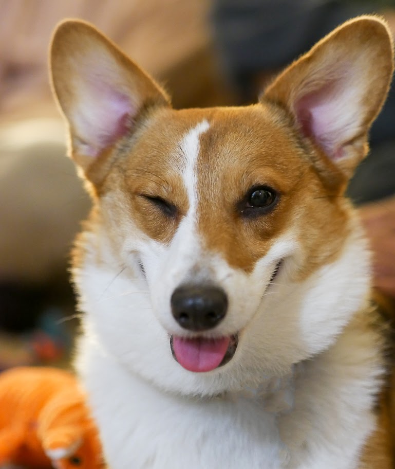 Dog portrait photography San Francisco