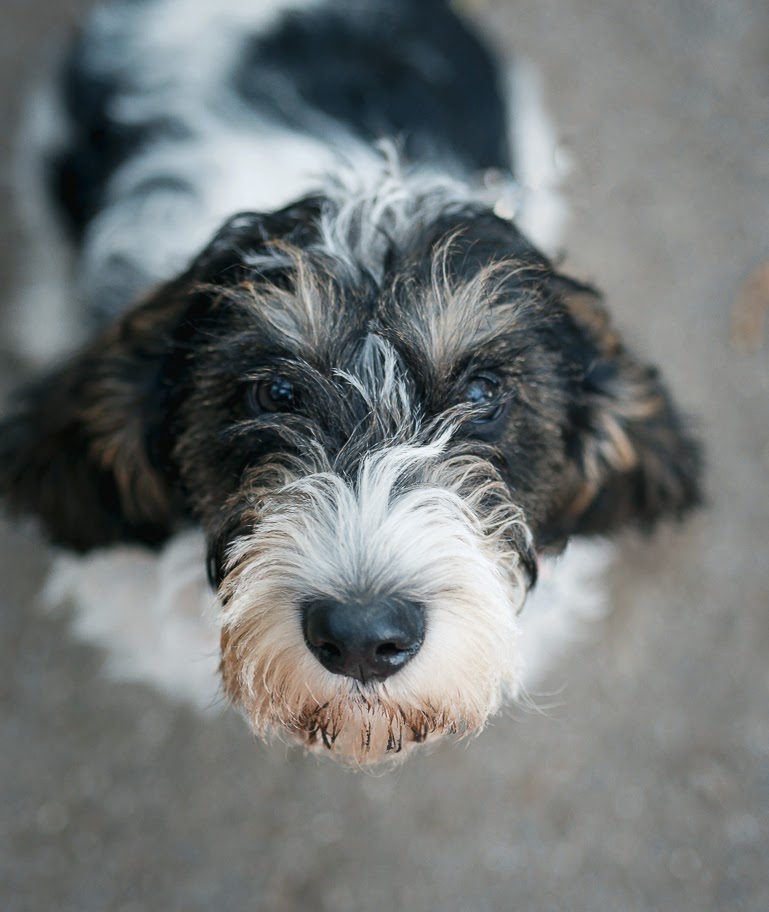Dog outdoors at Golden Gate Park San Francisco
