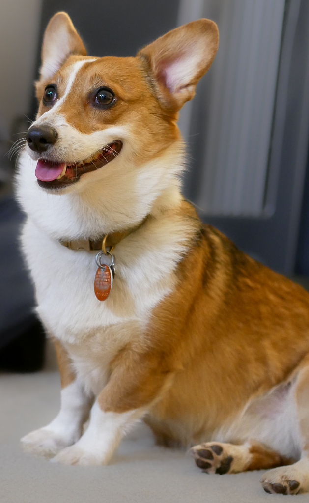 Pet photography San Francisco