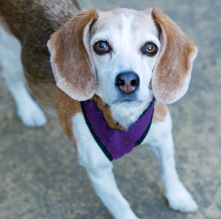 Dog in park San Francisco pet photography