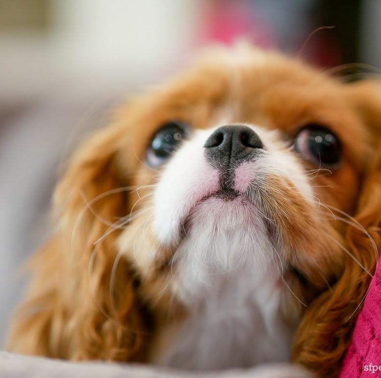 Candid dog portrait San Francisco