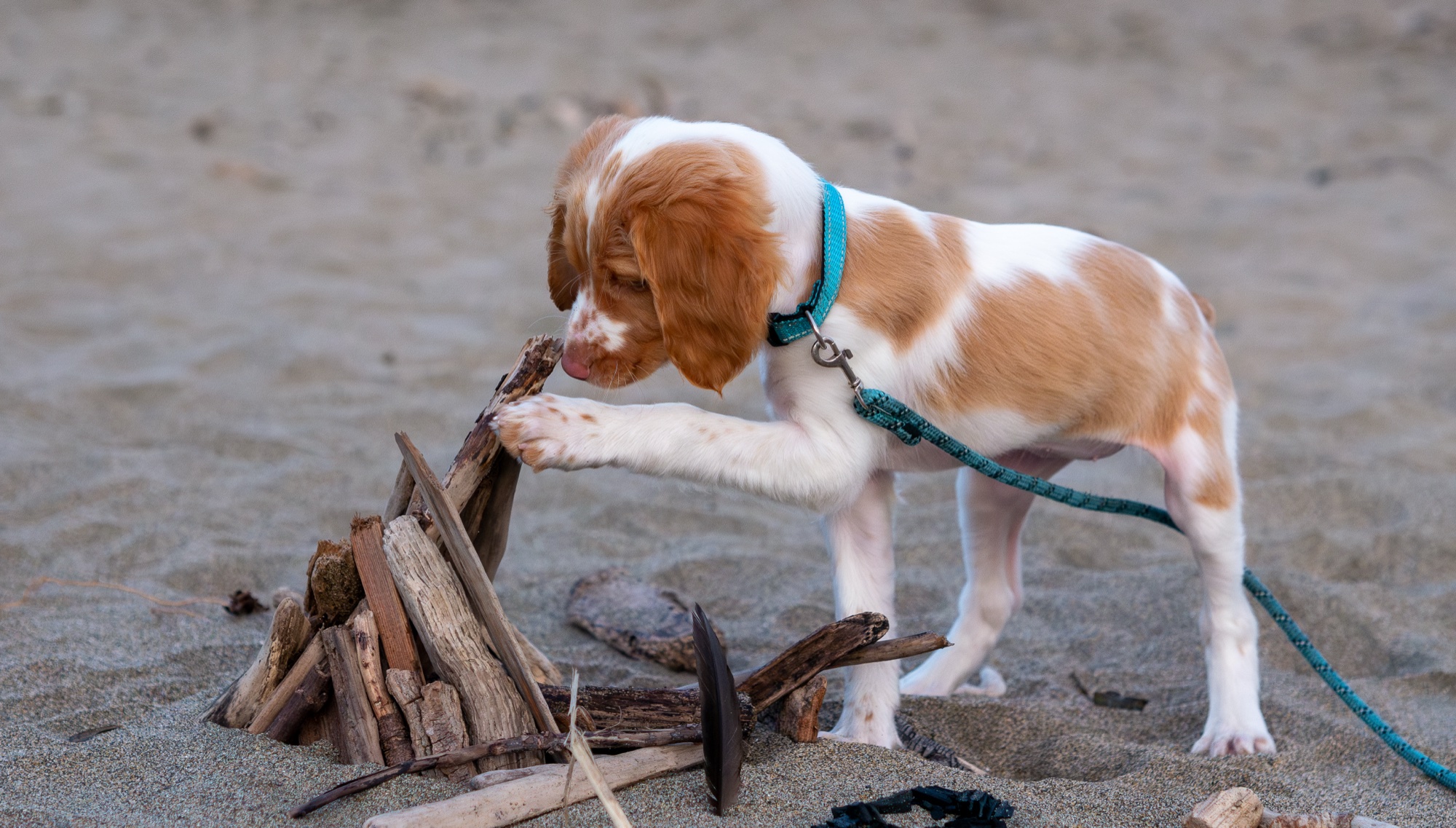 Puppy exploring driftwood on the beach