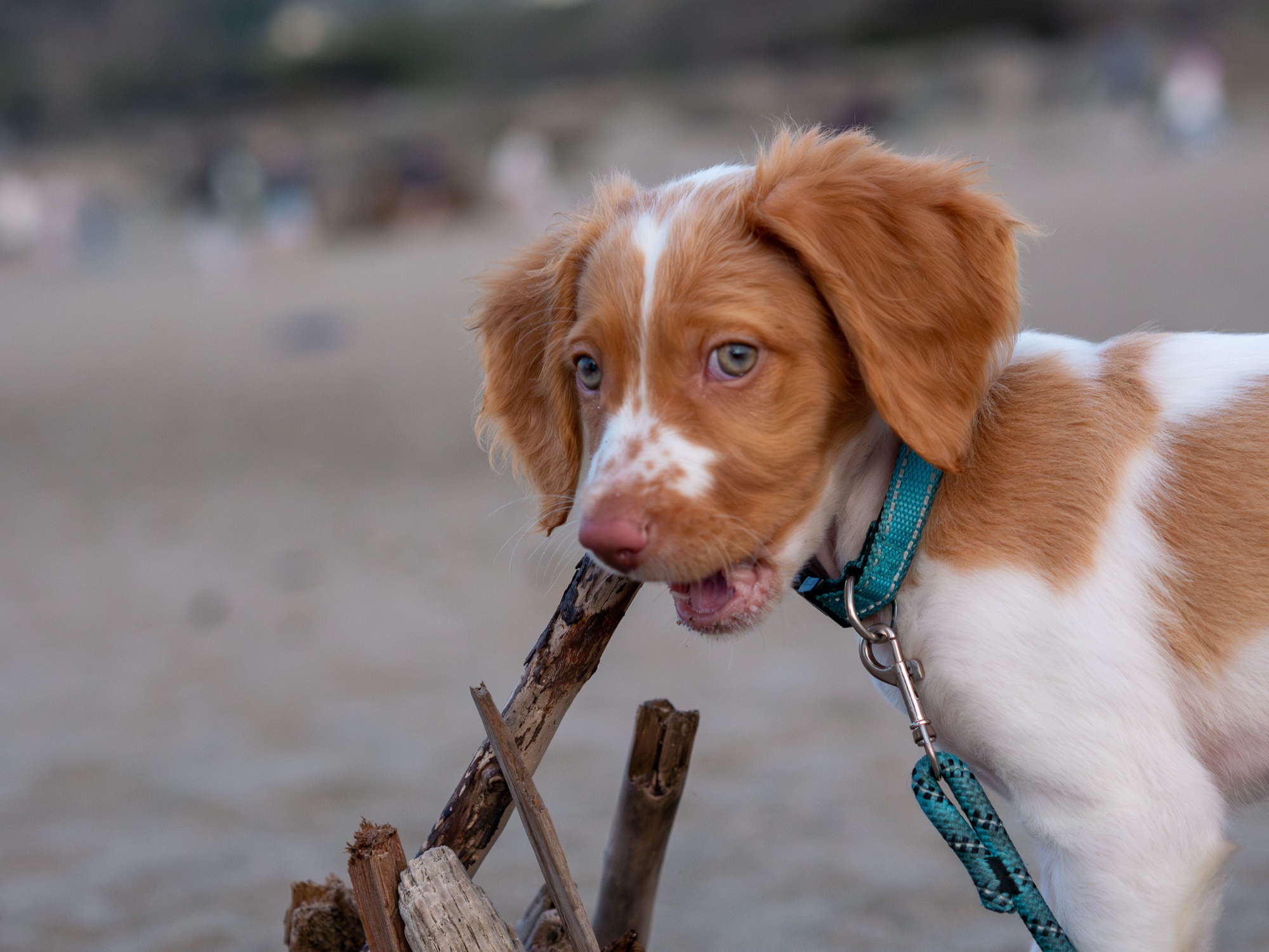 Brittany Spaniel puppy close-up at the beach