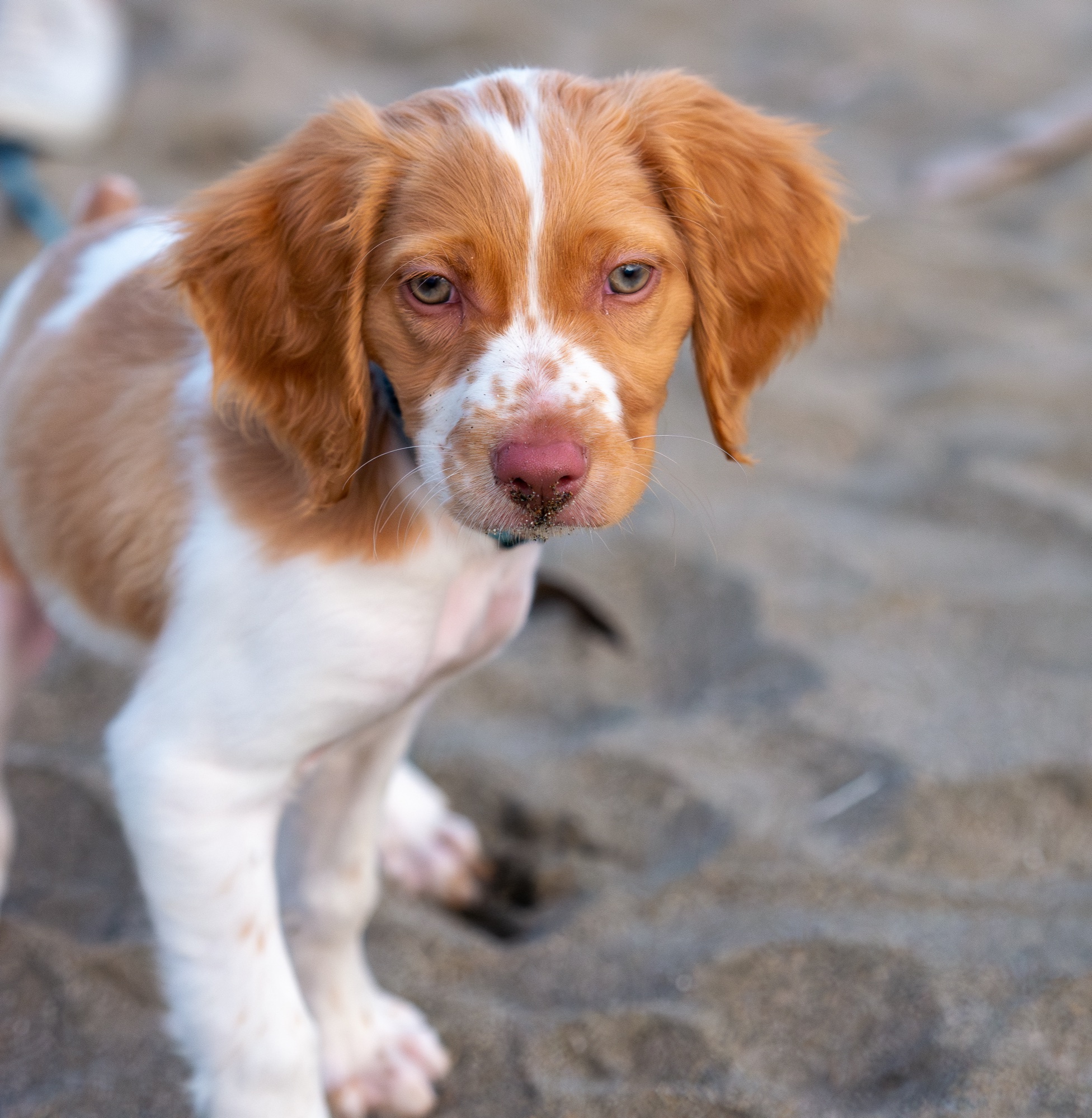 Puppy portrait on San Francisco beach