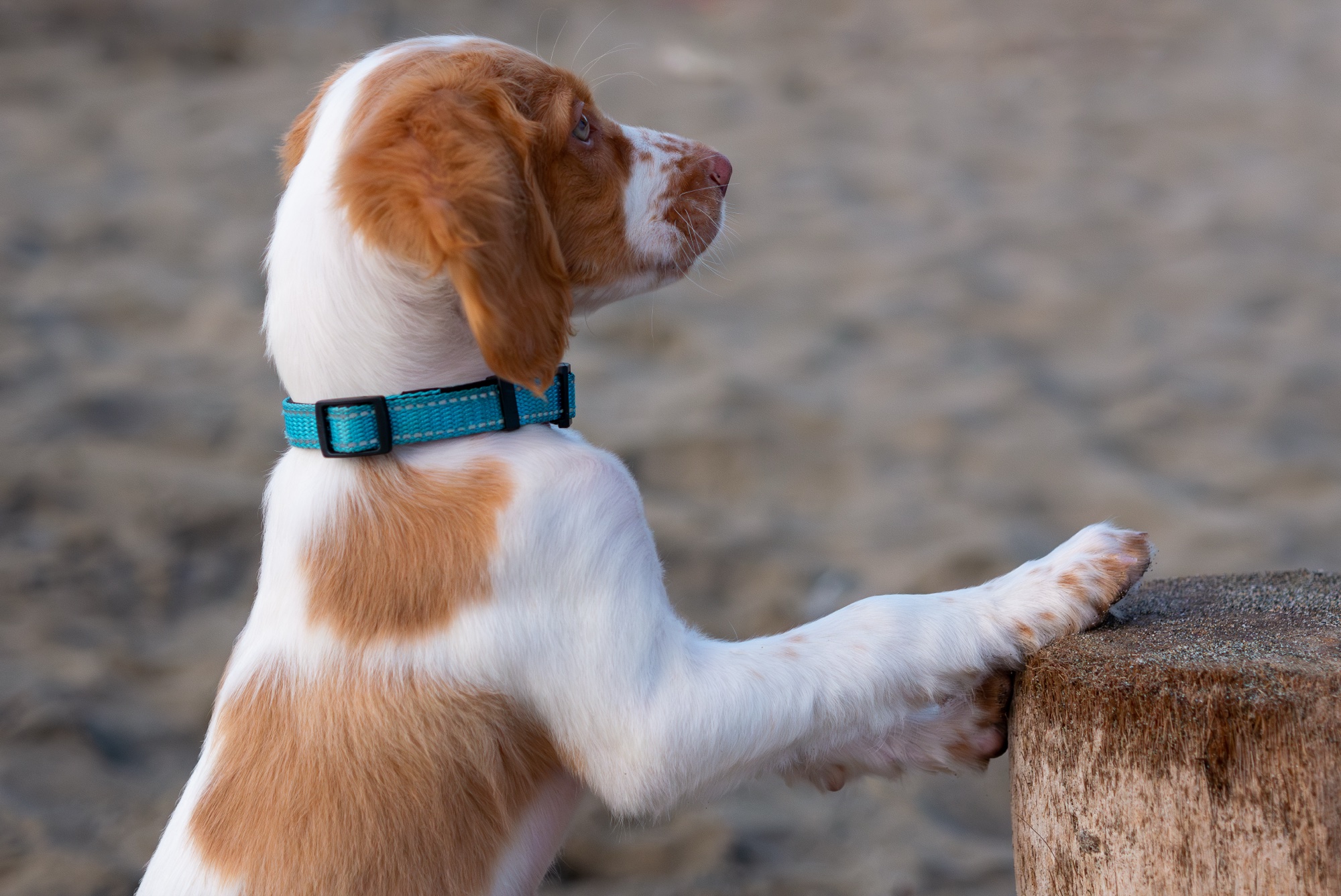 Puppy looking over driftwood log