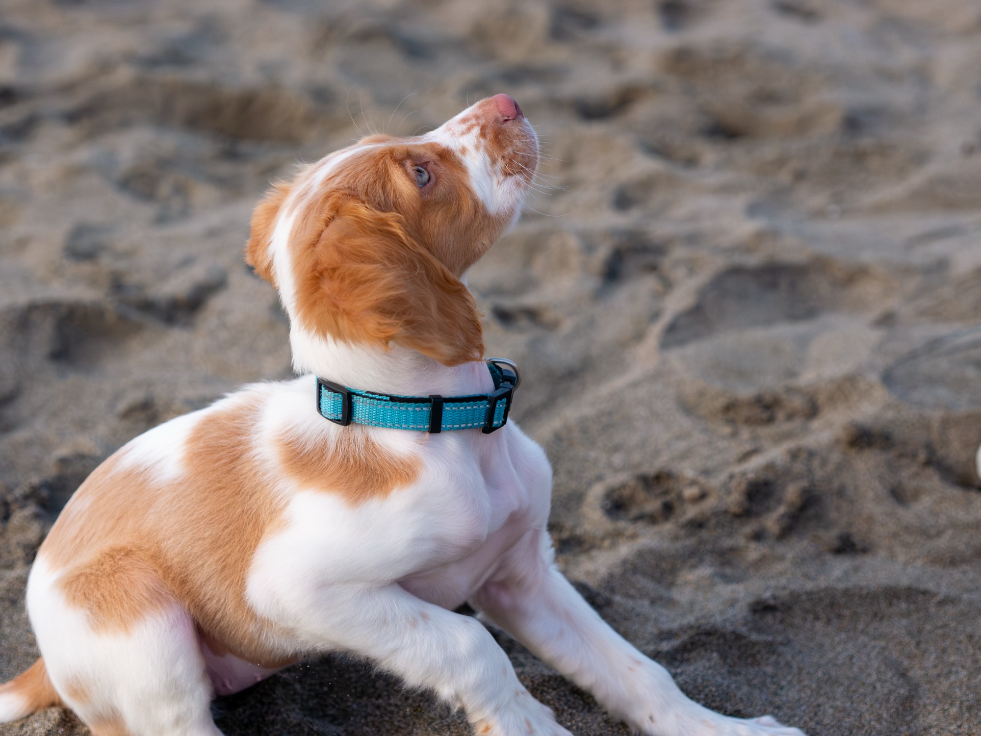 Puppy sitting in sand at the beach