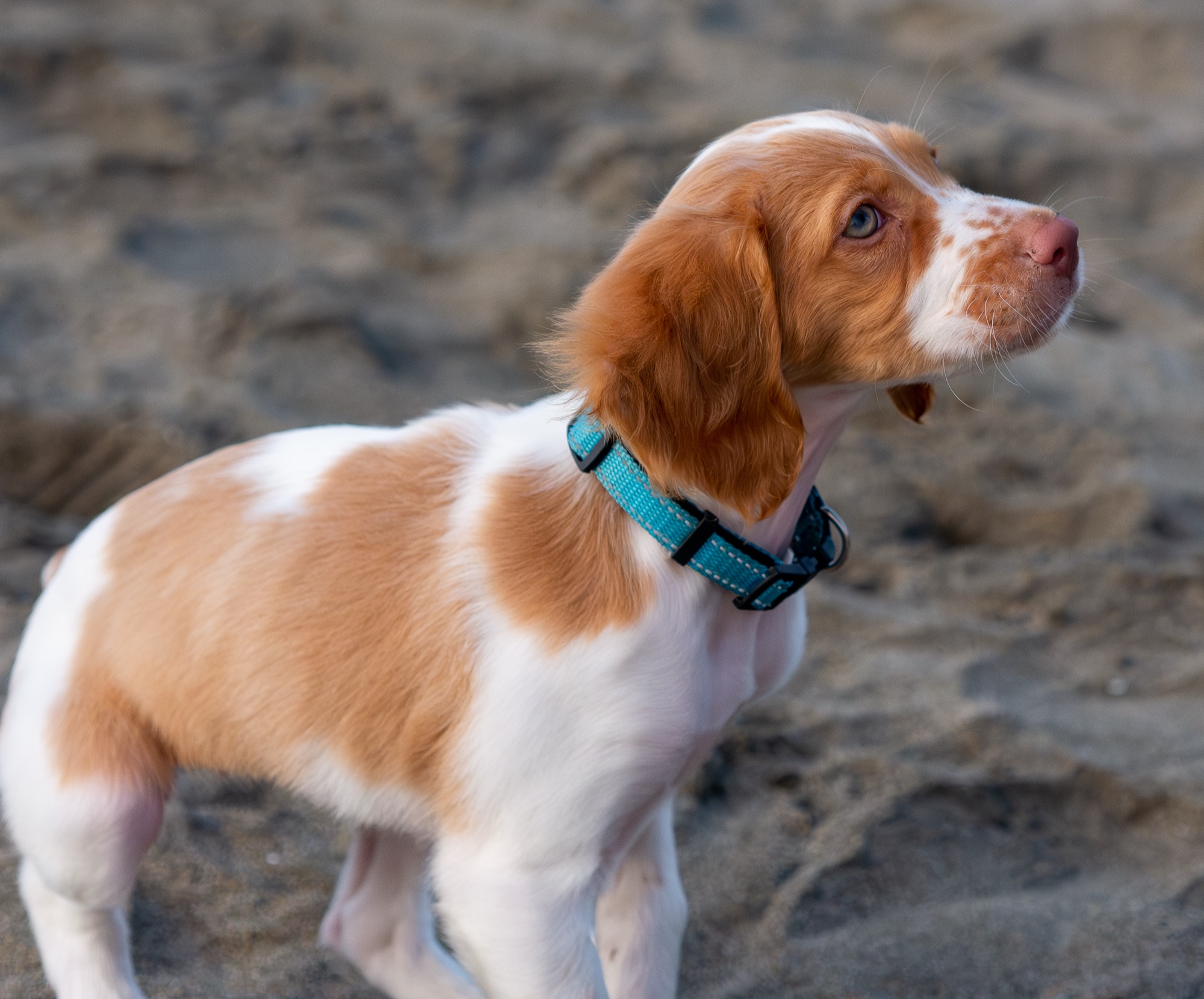 Puppy standing portrait on beach