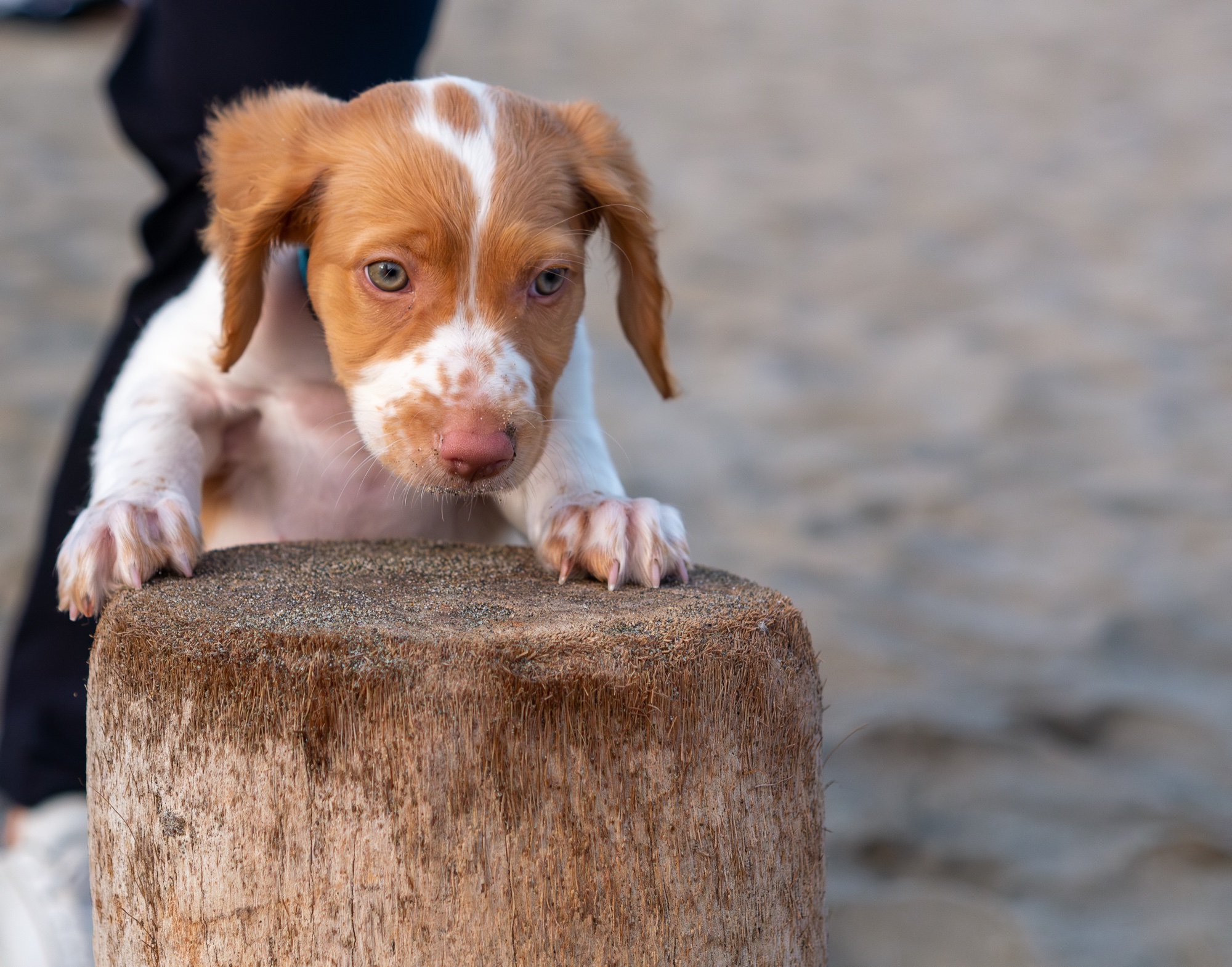 Puppy peering over driftwood log