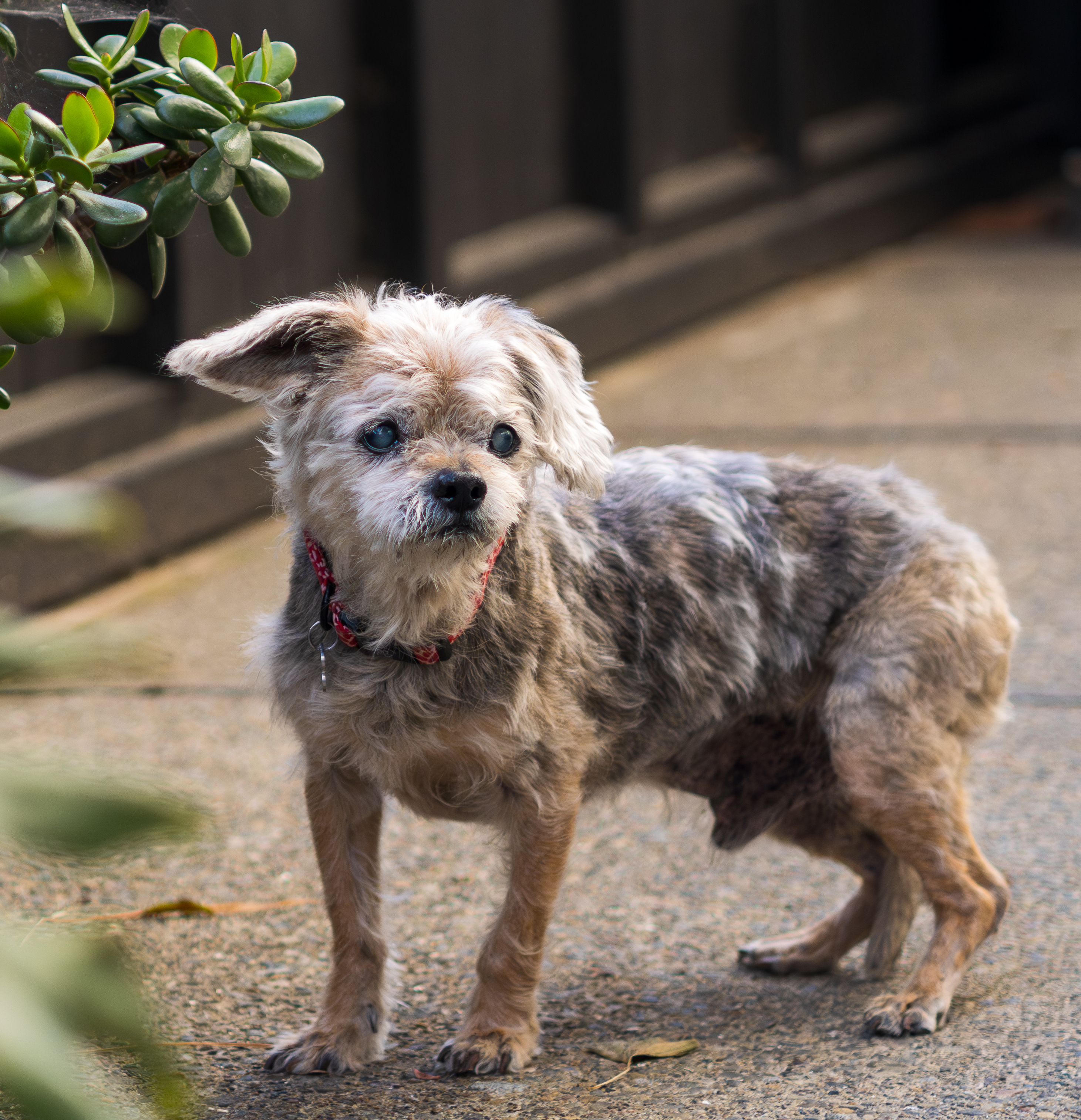 Small dog portrait outdoors San Francisco