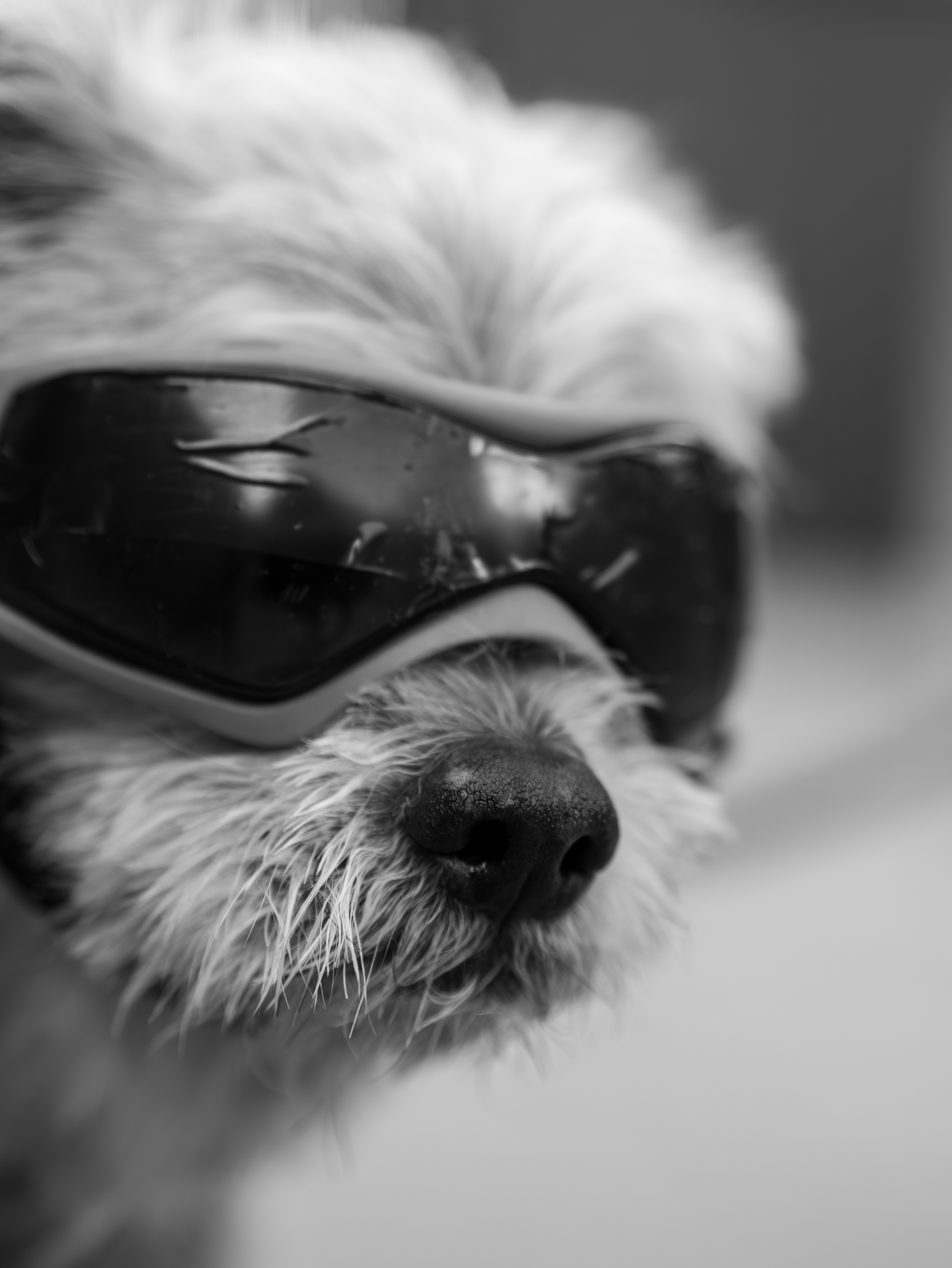 Dog wearing goggles black and white portrait