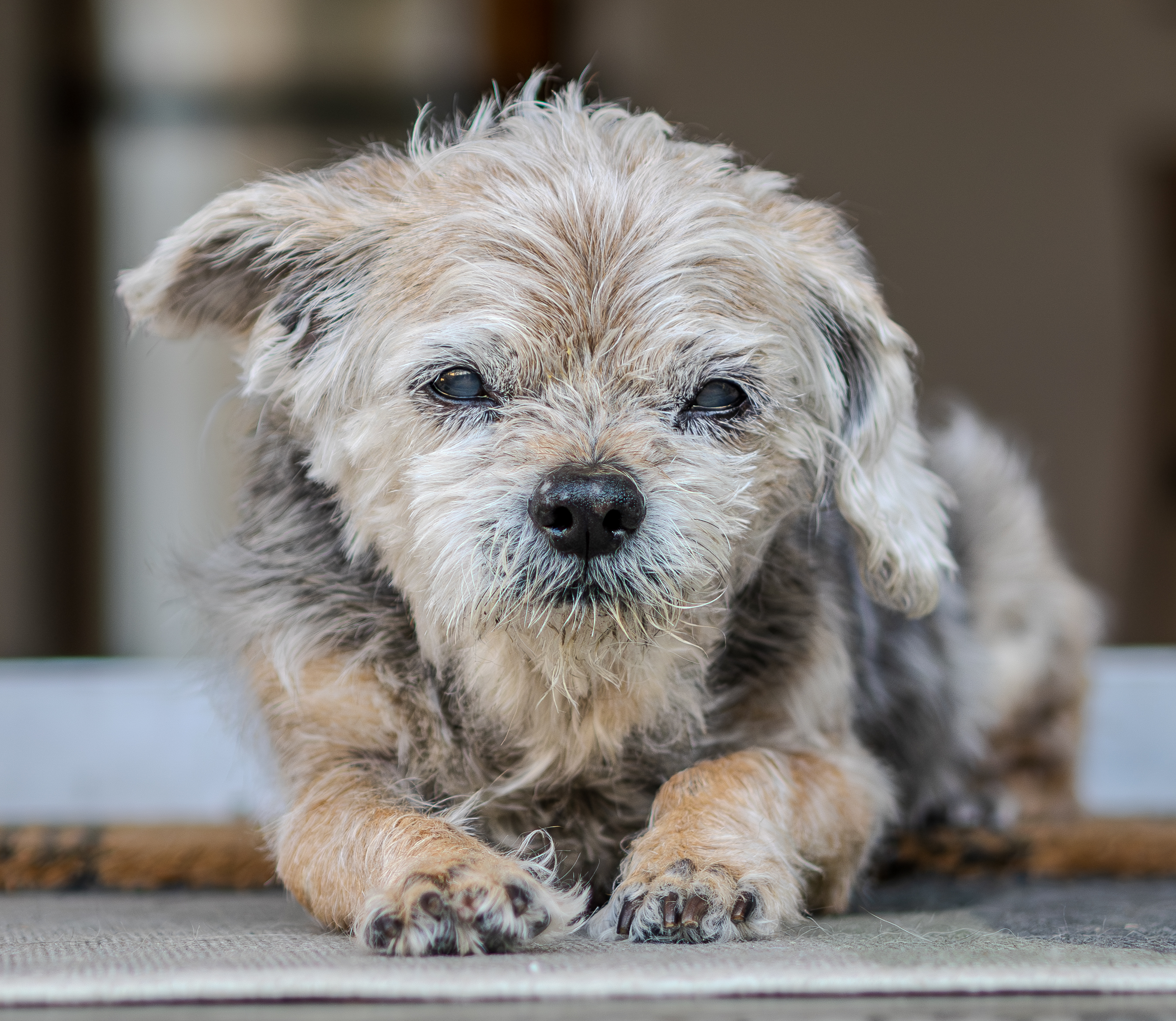 Terrier dog portrait lying down