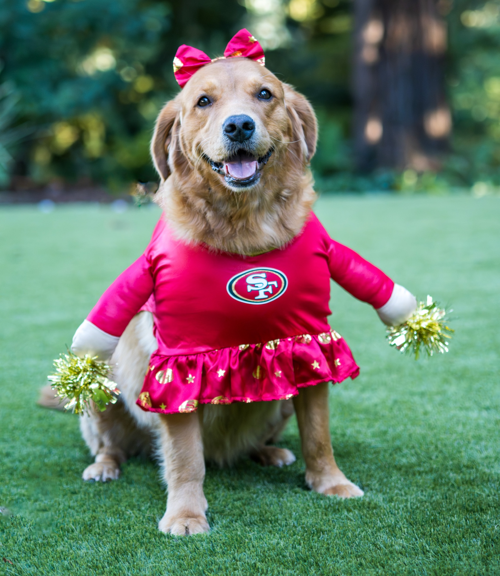 Golden retriever in San Francisco