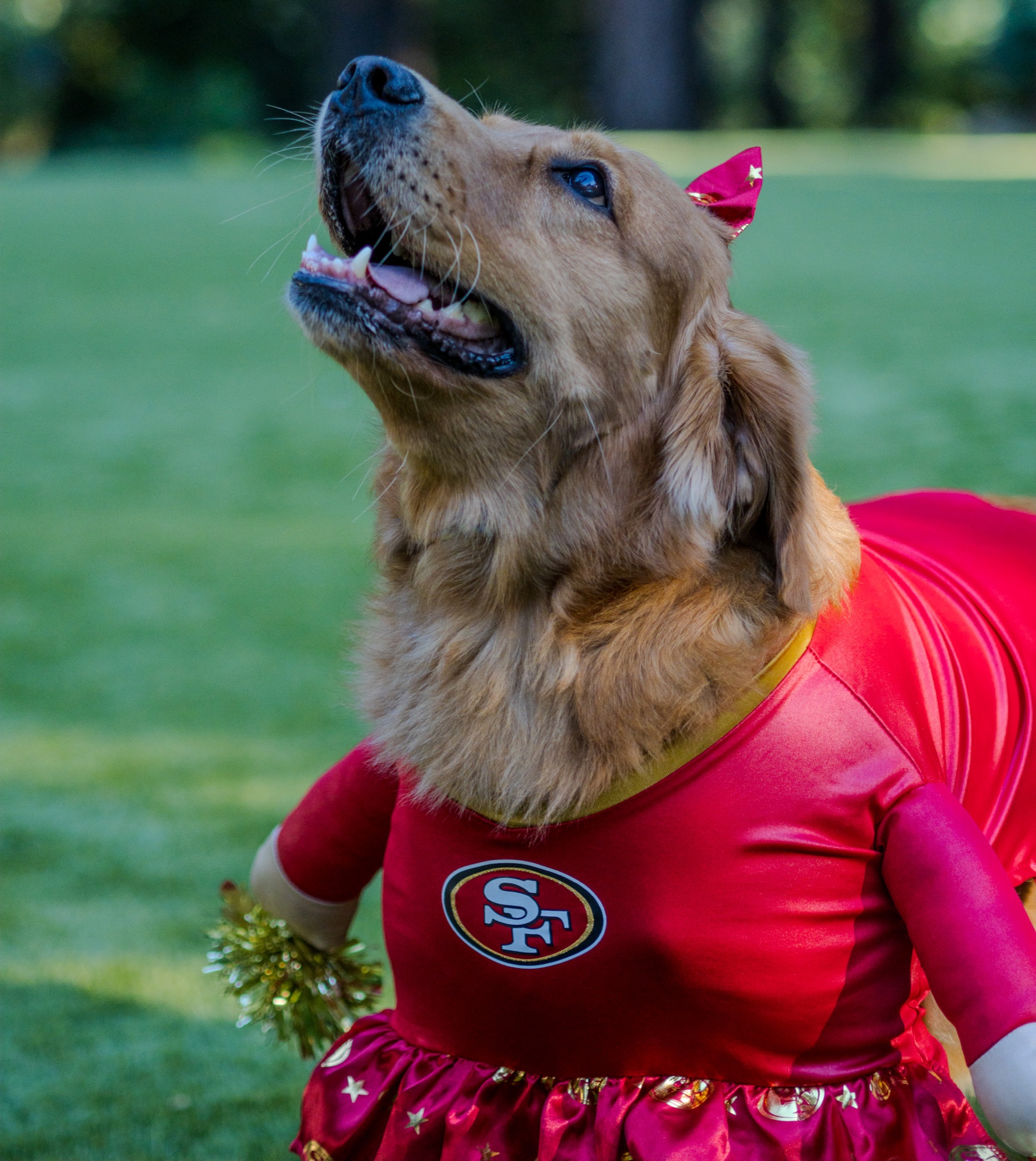Dog portrait outdoors San Francisco Bay Area