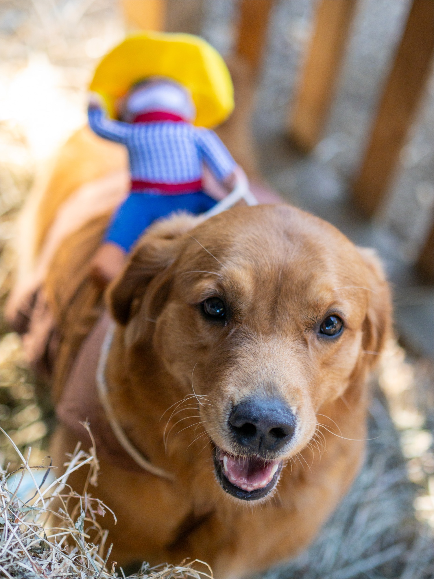 Pet photography session Bay Area