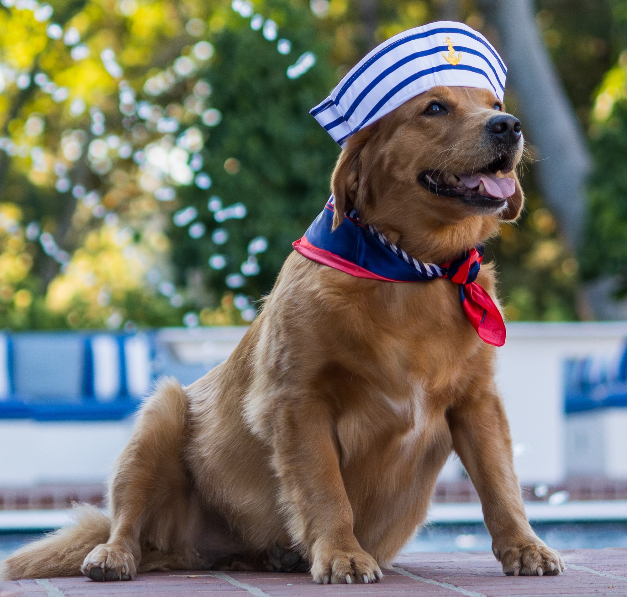 Candid pet photo San Francisco