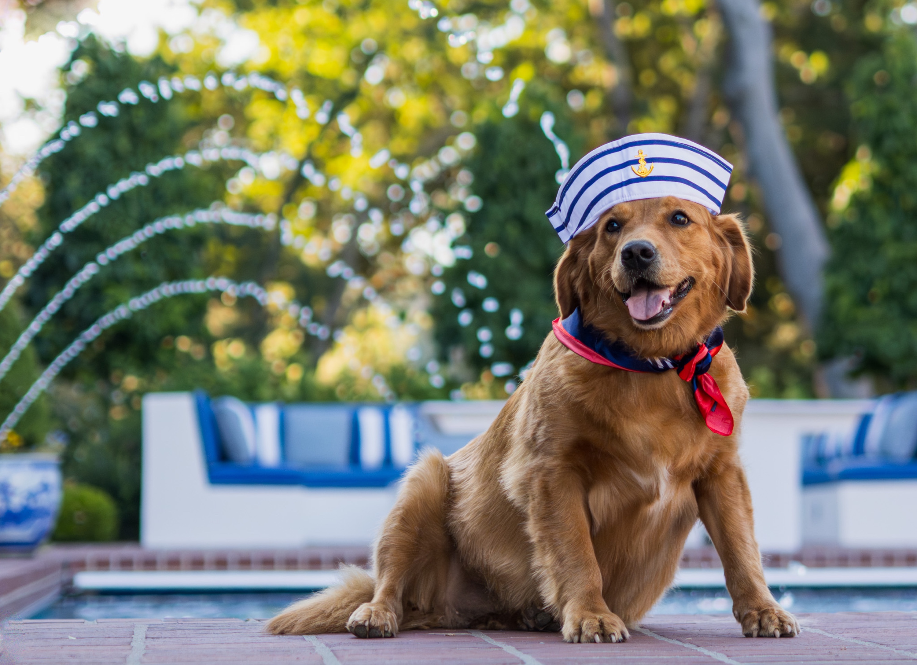 Dog portrait at Golden Gate Park San Francisco