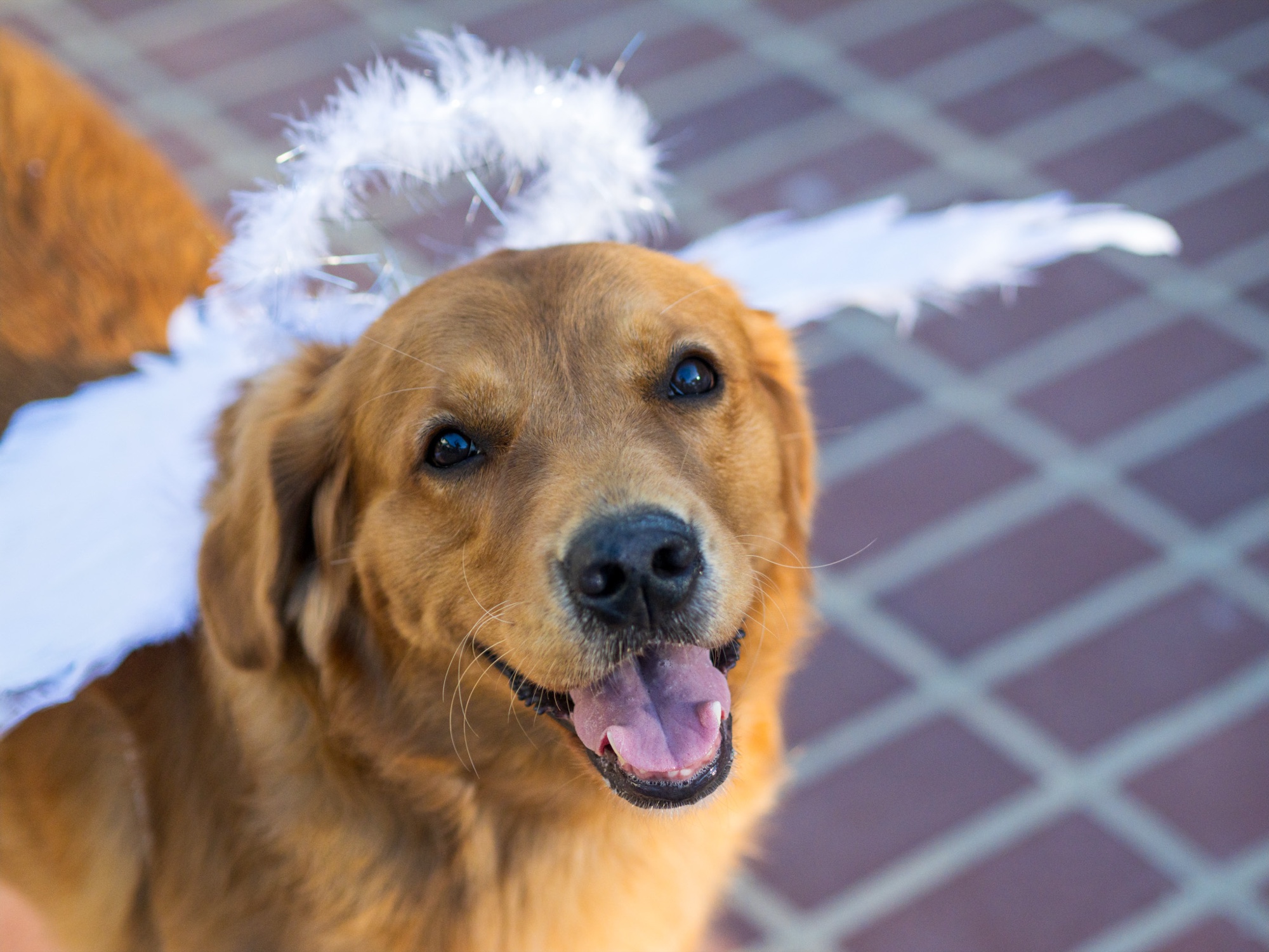 Dog portrait in golden hour Baker Beach SF