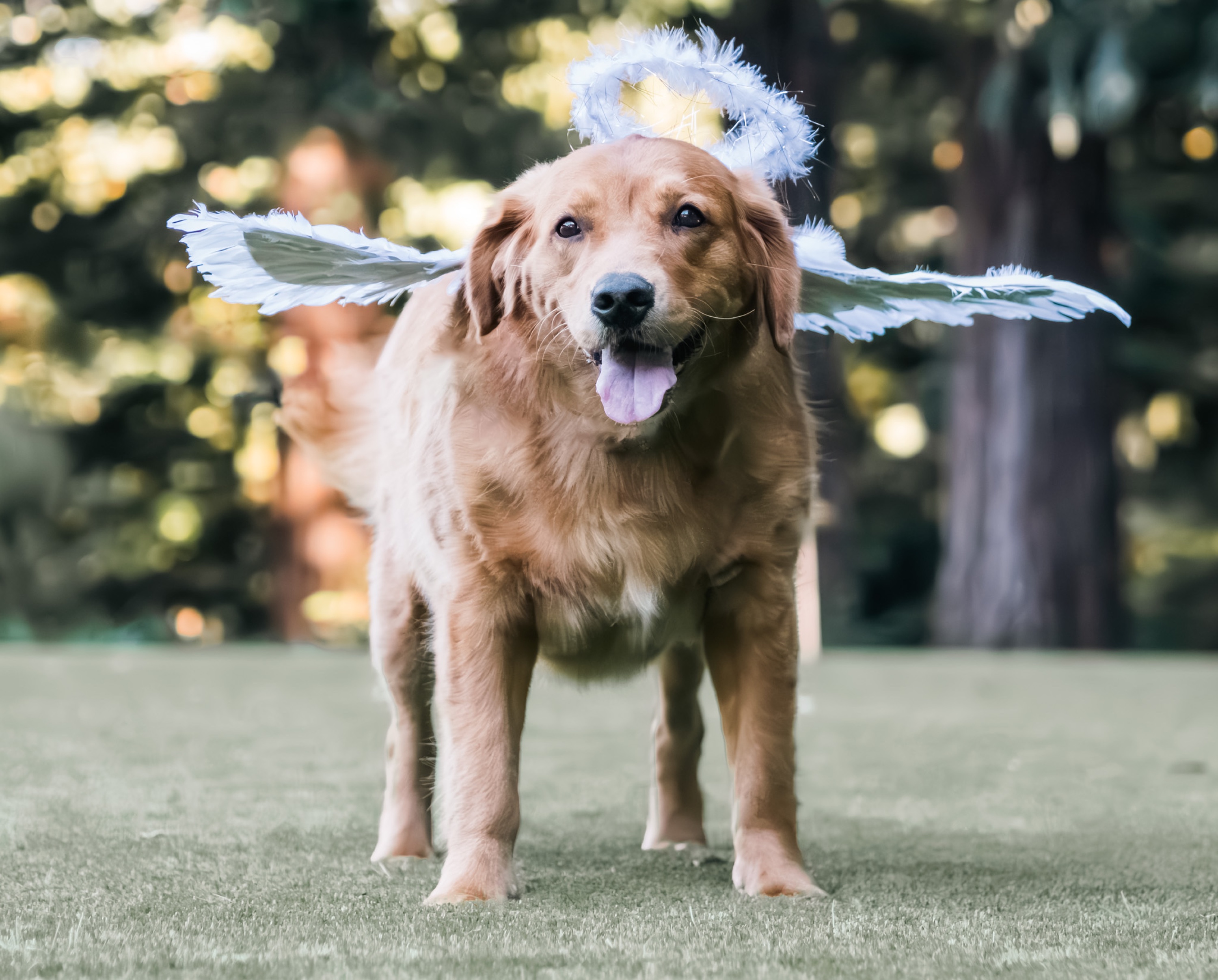 Golden retriever with angel wings