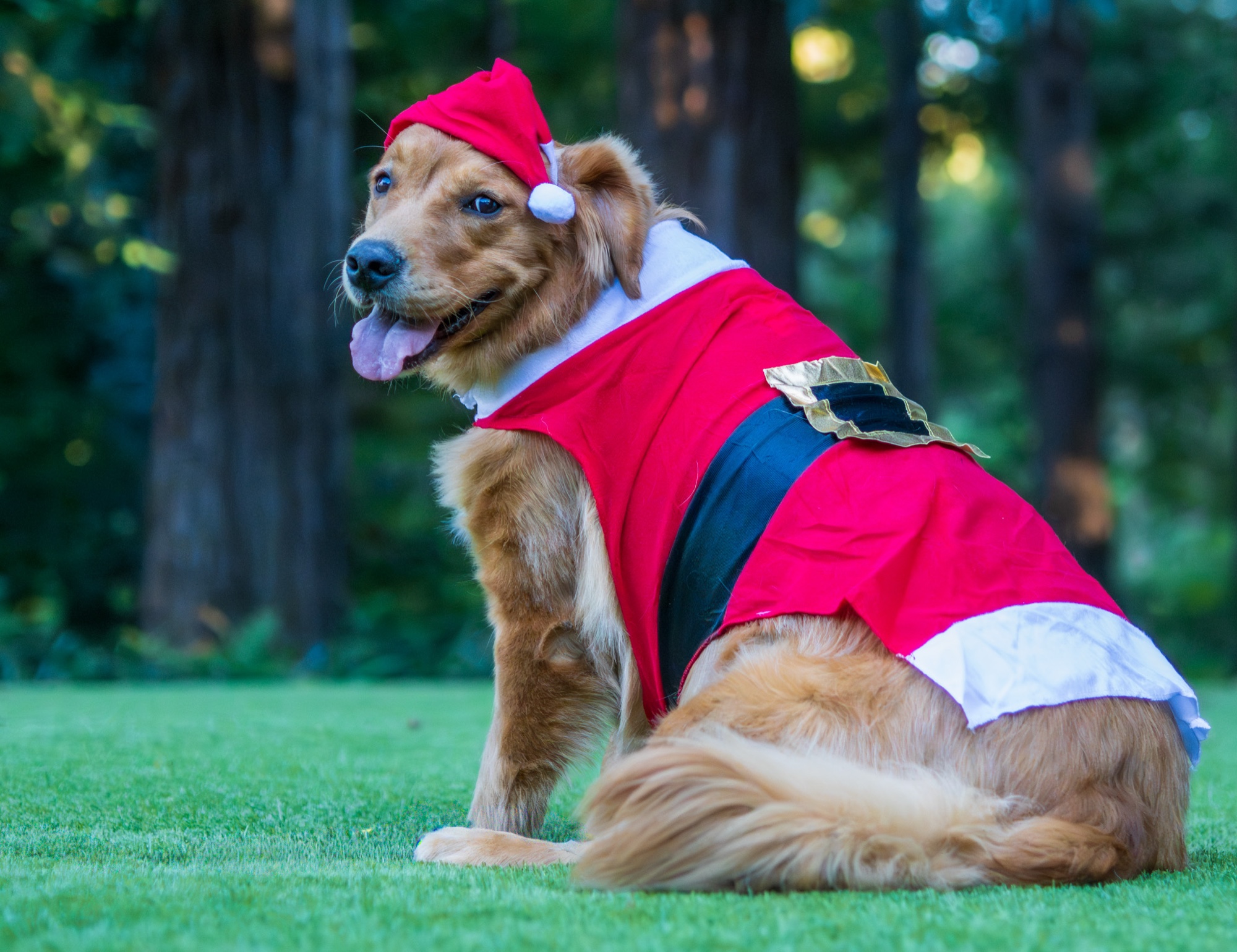 Dog on-location photography session San Francisco