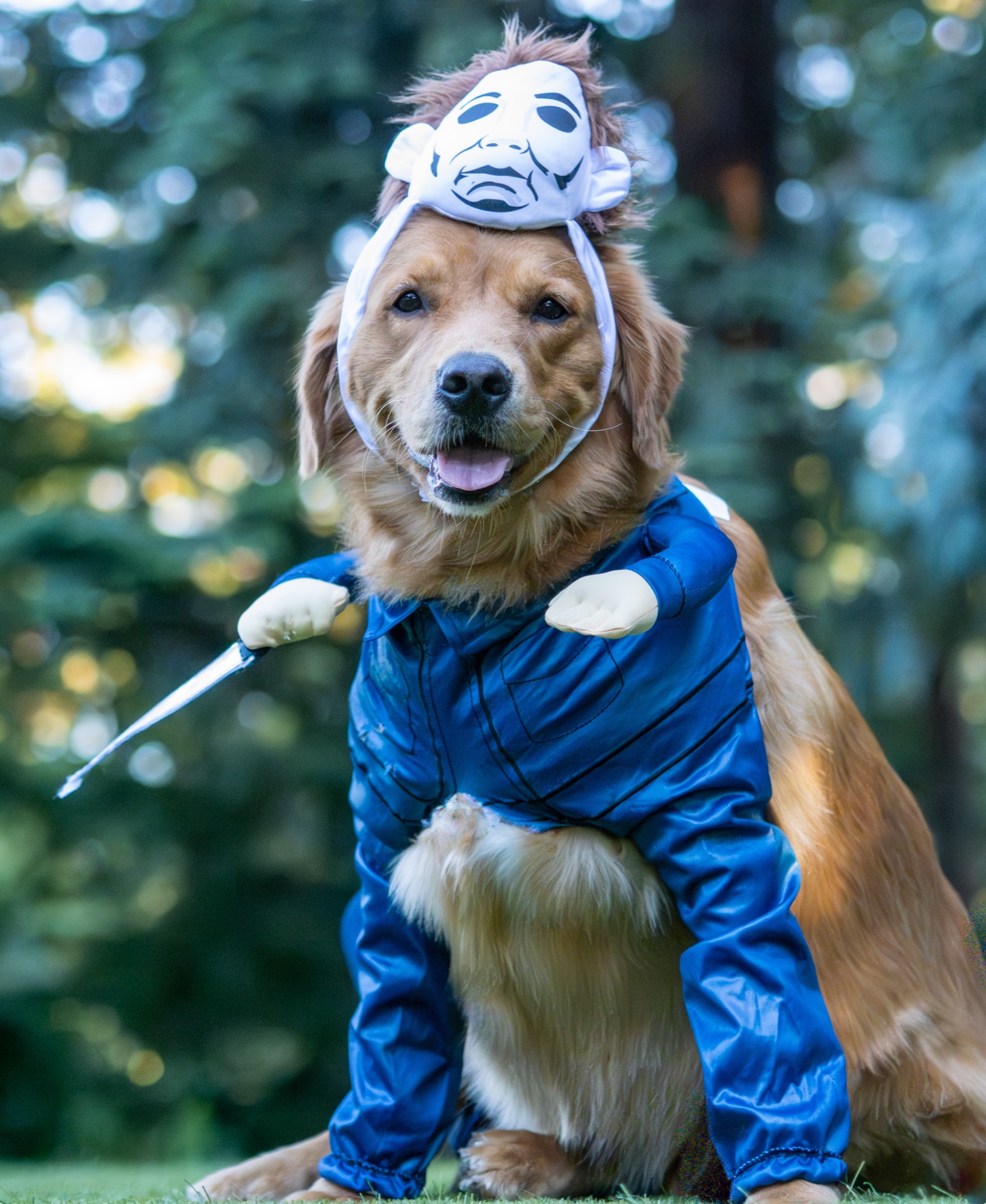 Pet photography session Crissy Field San Francisco