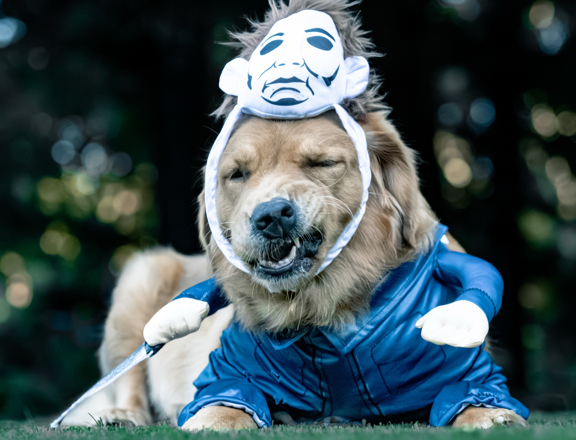 Dog portrait San Francisco Bay Area photographer