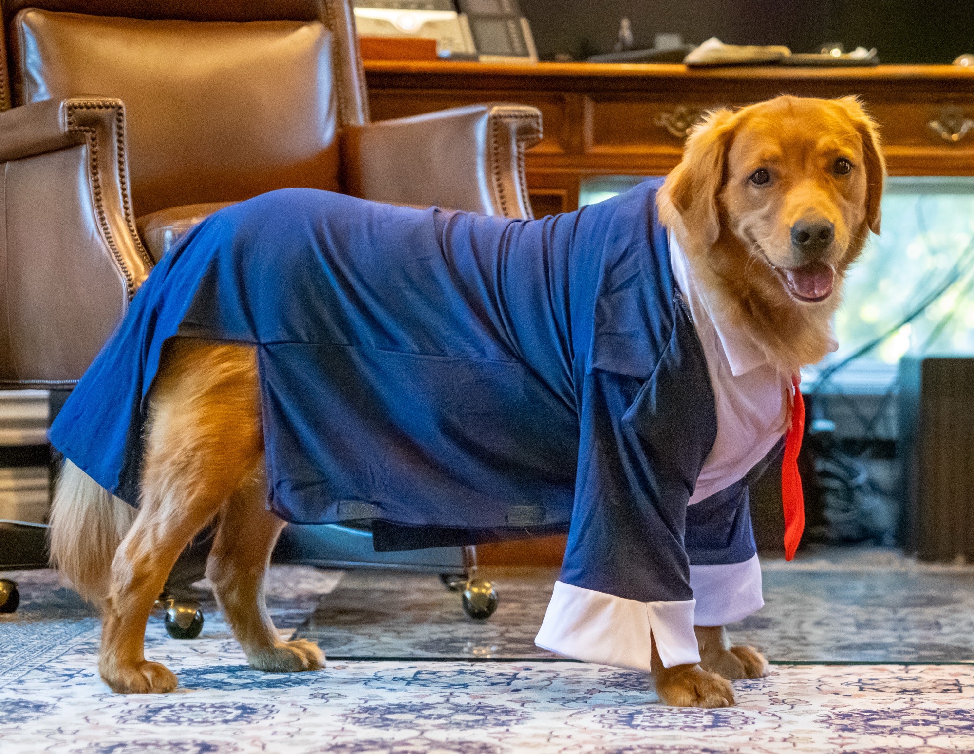 Pet photography golden hour San Francisco