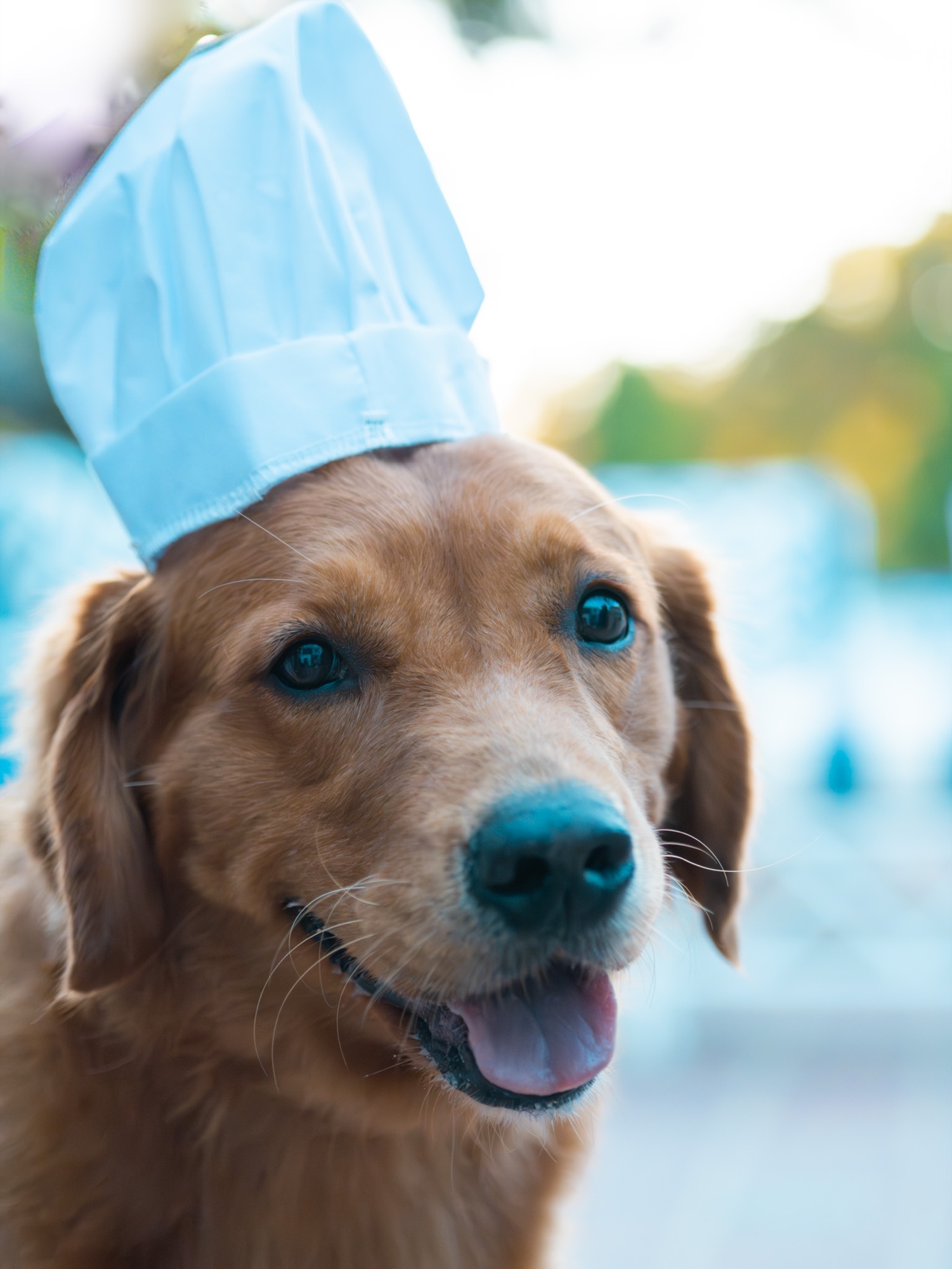 Dog portrait San Francisco Bay Area