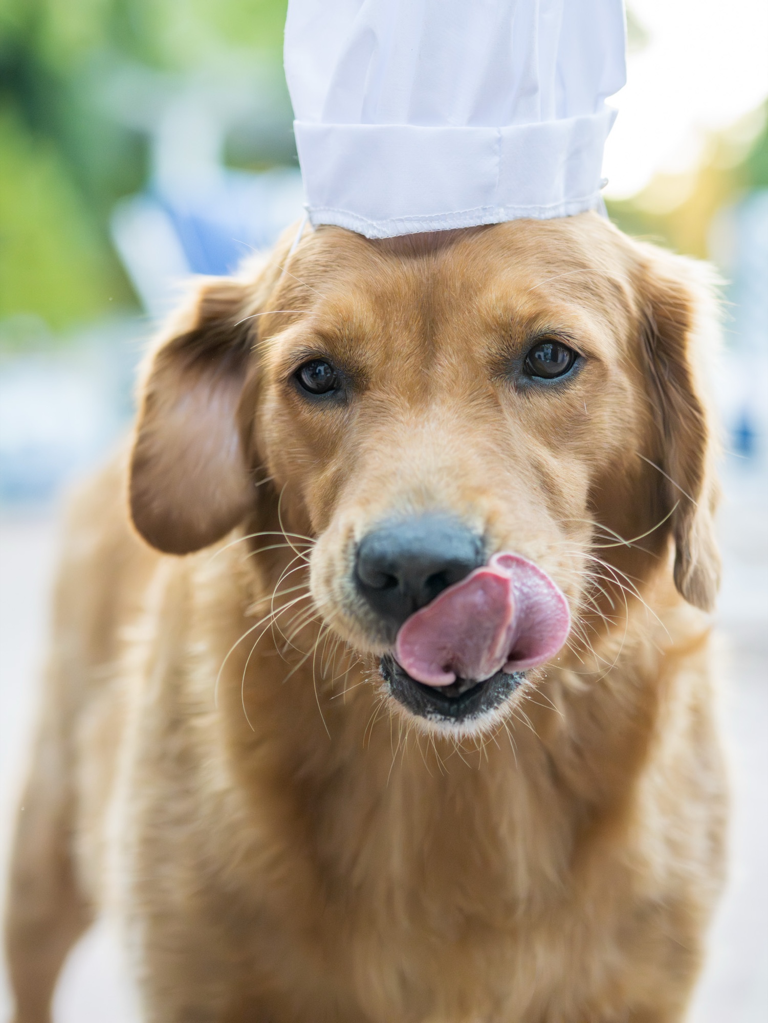 Dog photo session San Francisco